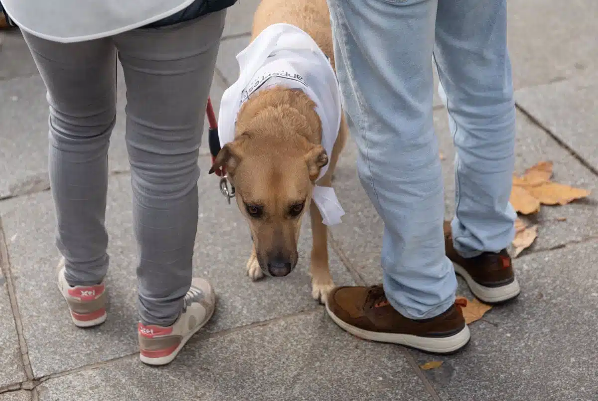 La Audiencia Provincial de Pontevedra confirma 40 euros de pensión para el que se quede con el perro tras un divorcio