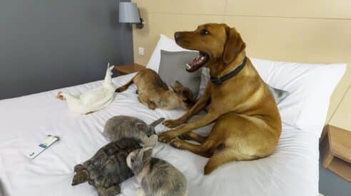 La cláusula de prohibición de mascotas en el contrato de alquiler puede llegar a ser «abusiva»