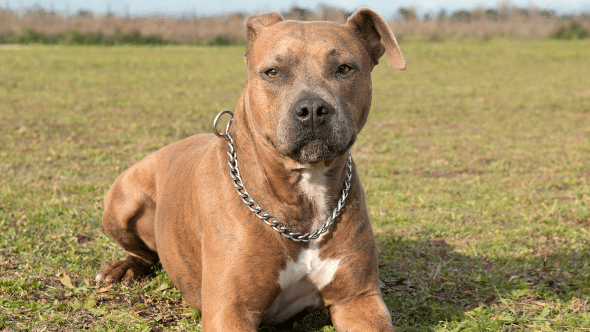 El ataque de un perro a una niña de 5 años llega hasta el Tribunal Supremo