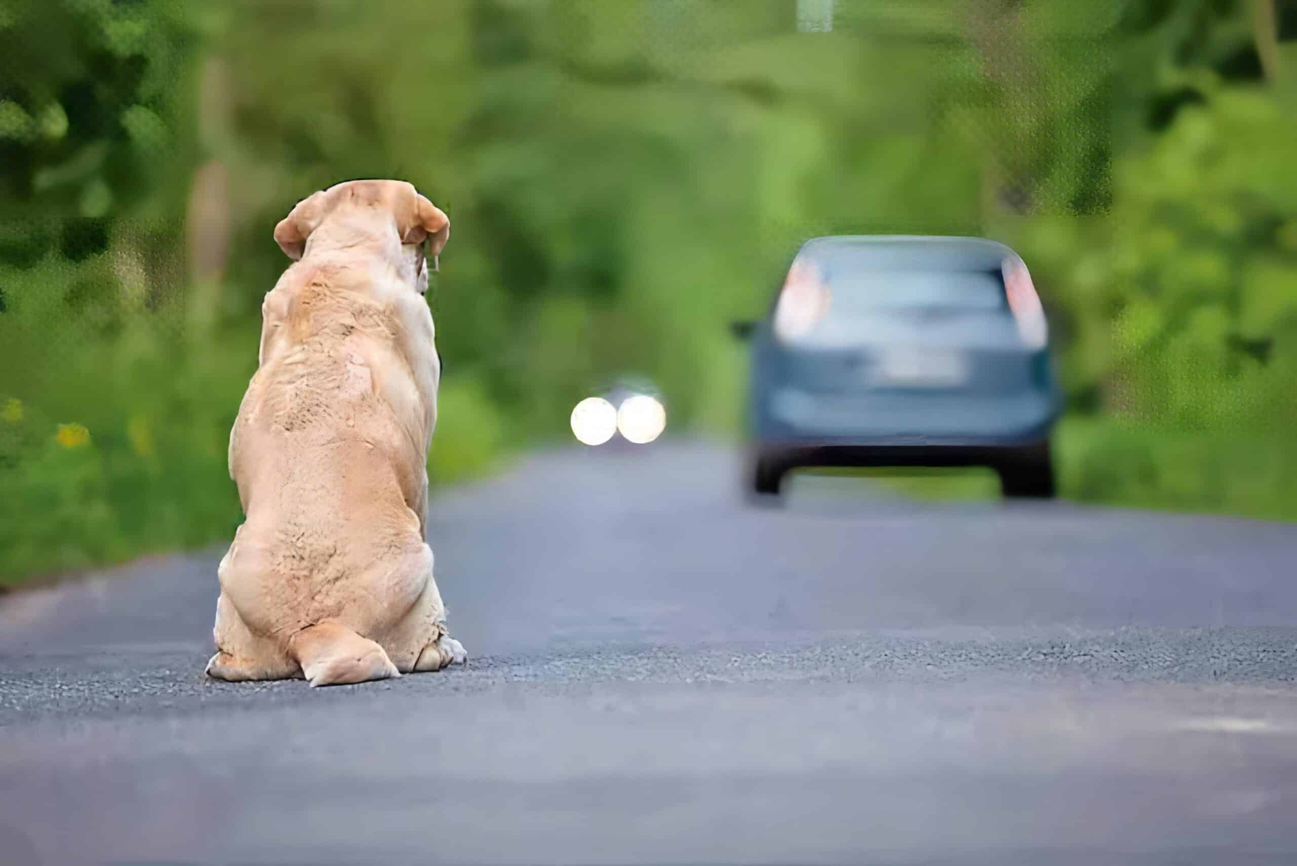 La sanción por abandonar a su mascota puede suponer una multa de hasta 50.000 euros