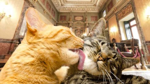 Un divorcio sin hijos menores ni bienes, pero con animales: los gastos de dos gatos llegan hasta el Supremo