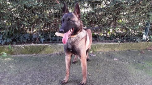 Un juzgado de Santander otorga a un hombre la copropiedad y custodia compartida de su perro, tras romper con su pareja