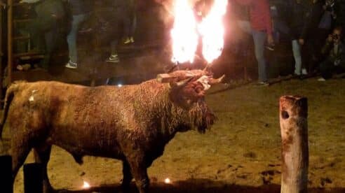 Un juzgado suspende la celebración del «Toro Júbilo» en Medinaceli: se celebraba mañana