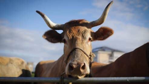 Podemos critica una decisión judicial que devuelve cinco vacas maltratadas a su dueño: «pueden acabar en el matadero»