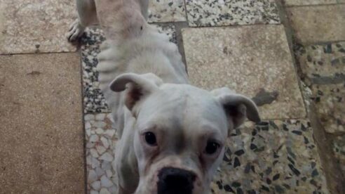 18 meses de cárcel para el dueño de una perra bóxer por abandonarla y dejarla morir de inanición