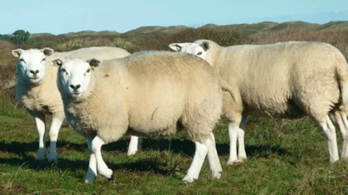 Un juez impone una orden de alejamiento al hombre que mantuvo sexo con animales de granja desde 2022: una oveja murió por las lesiones