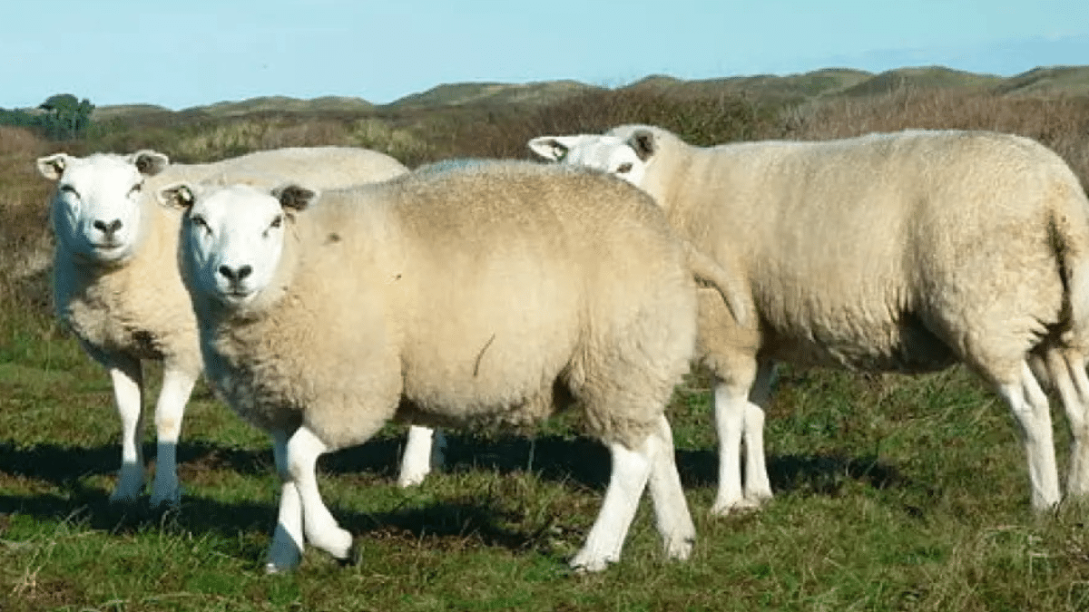 Un juez impone una orden de alejamiento al hombre que mantuvo sexo con animales de granja desde 2022: una oveja murió por las lesiones