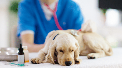 Las Clínicas Kivet reivindican la figura del veterinario como profesional clave en la dispensación de medicamentos