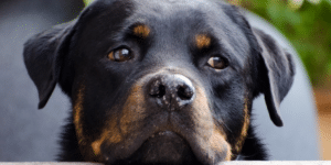 ley medicamentos veterinarios bienestar animal